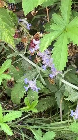 A bee is seen collecting pollen from a flowering plant with purple flowers. The plant also has blackberries on it. The background consists of green leaves and some dry vegetation. The video is a close-up shot of the bee and the plant.