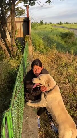 A woman is hugging a large dog on a leash next to a fence with overgrown grass. The camera then moves to show a grove of trees. Next, the camera shows a fenced enclosure containing several deer and a small brick structure.