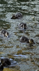 Duck family and a stray cat at a Russian dacha pond