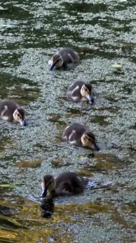 The video shows a group of five ducklings swimming in a body of water covered with green algae. The ducklings are moving from left to right across the frame in a staggered formation. They are dark brown with lighter brown markings on their heads and backs. The water is murky and appears to be shallow. The lighting suggests it is daytime.