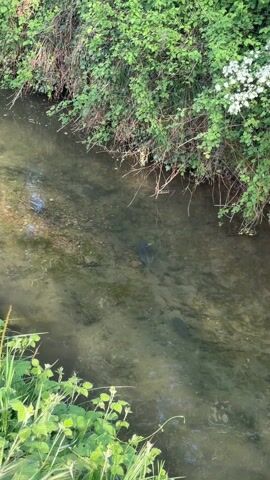 The video shows a small, shallow stream flowing between green foliage on either bank. The water is murky and greenish, revealing a gravelly bottom. At least two dark shapes, likely fish, are visible swimming near the surface of the water. The camera is positioned above the stream, looking down at a slight angle.