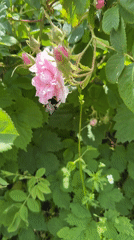 Rose field documented in bloom with bumblebee activity