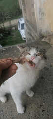 Cat hand-fed bone on concrete in Tsvkvara