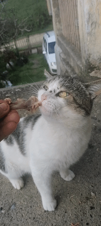 Cat hand-fed bone on concrete in Tsvkvara