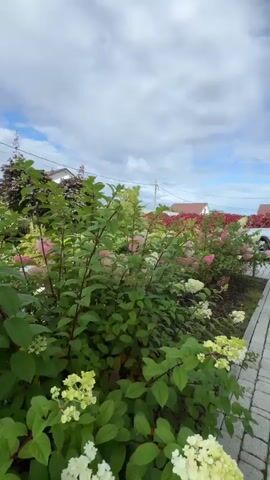 A panning shot of a garden with a variety of hydrangeas in bloom, transitioning from white to pink. The hydrangeas are planted along a walkway made of pavers. In the background, a white house with a brown roof is visible, along with other greenery and trees. The sky is cloudy with patches of blue.