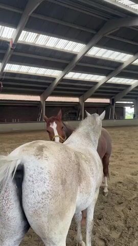 The video shows two horses in an indoor arena with a sand floor. One horse is a dark brown color with a white blaze on its face and a yellow halter. The other horse is a lighter gray or dappled white color. The brown horse is facing the camera and appears to be nuzzling or interacting with the gray horse, which has its back to the camera. The arena has a roof supported by wooden beams and trusses, with white panels covering the top. The background shows brick walls and some distant outdoor scenery. The lighting is natural and seems to be coming from the roof panels.