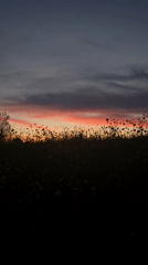 Sunset captured over pastoral fields with grazing cows near St. Gallen