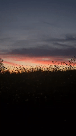 Sunset captured over pastoral fields with grazing cows near St. Gallen