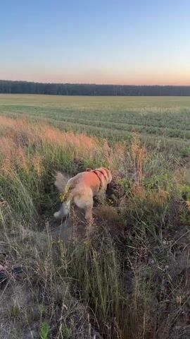 A dog digs in the dirt near tall grass. The dog is a light brown color with a red harness. The dog’s hindquarters are visible as it digs, and dust is kicked up around it. The background shows a field with green grass and a tree line in the distance. The sky is a pale orange and blue, indicating either sunrise or sunset.