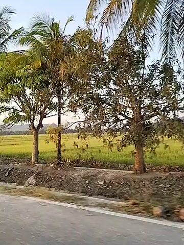This video shows a roadside view of a rural landscape with several coconut palm trees and other vegetation. The foreground features a paved road and a dirt path with debris. Beyond the path, a vibrant green field, likely a rice paddy, stretches into the distance. The sky is clear and bright, suggesting daylight. The camera appears to be moving, giving a sense of a journey through this environment. There are no people visible in the video.