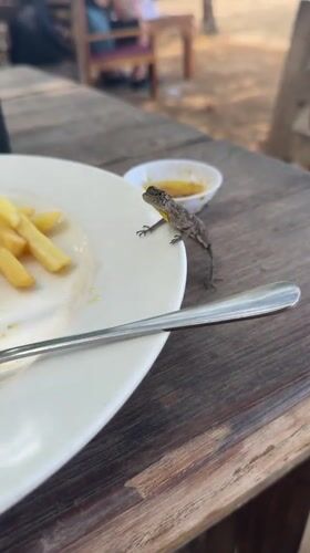 Lizard crashes a plate of fries at a Bali restaurant