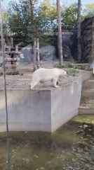 Afternoon walk through Novosibirsk Zoo's wildlife enclosures