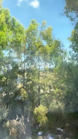 The camera films from inside a moving vehicle, looking through a dirty window. Tall green trees partially obscure the view of an open field under a blue sky. The camera bobs slightly with the vehicle's movement. Some sun glints are visible on the window.