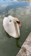 Swan at the canal edge in Moscow, up close