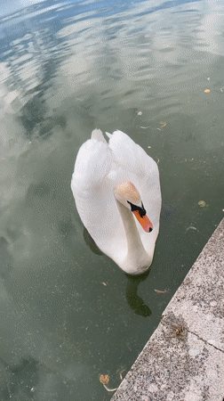 Swan at the canal edge in Moscow, up close