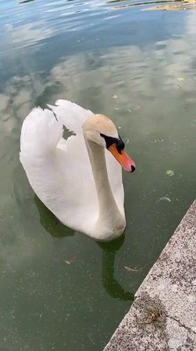 Swan at the canal edge in Moscow, up close