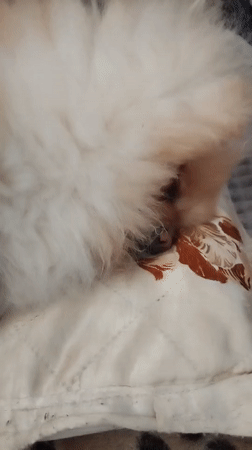 Fluffy Pomeranian photographed sleeping peacefully in Bulgarian home