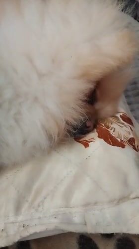 Fluffy Pomeranian photographed sleeping peacefully in Bulgarian home