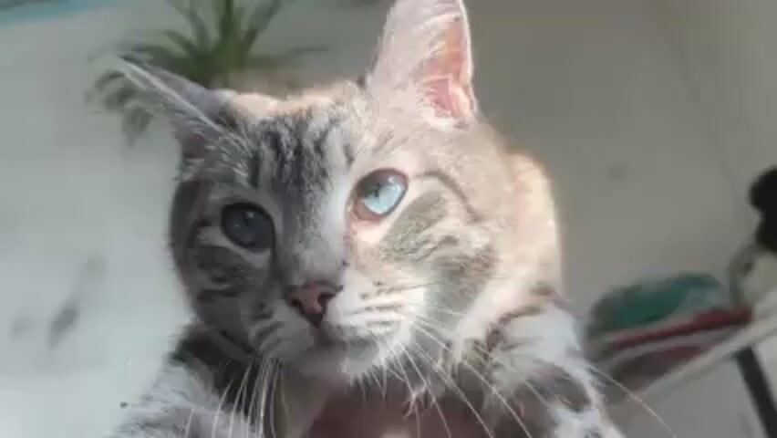 The video shows a close-up of a cat. The cat is gray and white with tabby stripes. It has two different colored eyes: one blue and one partially blue. The background is blurry but appears to be a room with a plant on a shelf.