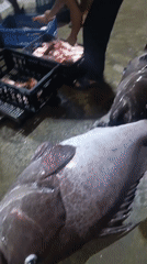Nighttime fish processing documented at Juan Griego market
