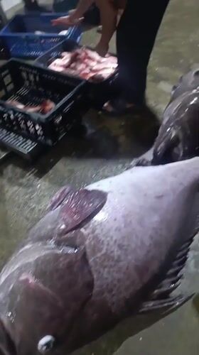 Nighttime fish processing documented at Juan Griego market