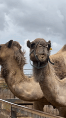 Family visit to animal farm in Elishama features camel feeding