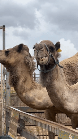 Family visit to animal farm in Elishama features camel feeding