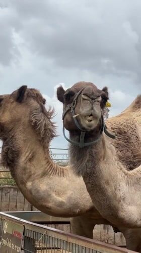 Family visit to animal farm in Elishama features camel feeding