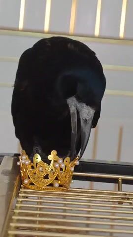 A black bird with a grey beak and black claws is perched on a gold-colored metal cage. In front of the bird, on the cage, is a small, ornate gold crown adorned with white pearls. The bird lowers its head and pecks at the crown. The background is blurred and consists of vertical white bars.
