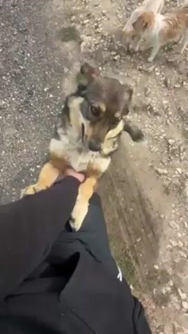 Here's a description of the video:

A person wearing black sweatpants and a black long-sleeved shirt is sitting. A brown and gray dog is standing with its front paws on the person's leg. The person is petting the dog. There are other stray dogs walking around on the ground in the background. The ground is mostly dirt and small rocks. It appears to be an outdoor setting.