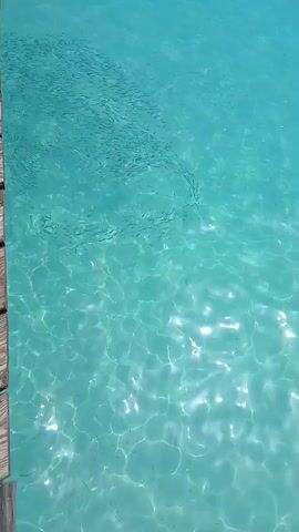 From a pier made of weathered wooden planks, the camera captures a view of the clear turquoise water. A dense school of tiny fish is clustered near the surface, their forms visible despite the shimmering light. The sunlight creates a sparkling effect on the water's surface, highlighting the texture of the waves.