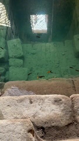 The video shows a body of water, likely an aquarium or natural pool, with several small fish swimming within it. The water is a greenish hue, and the bottom appears to be made of stone or rock. Sunlight filters down from above through a grate or opening, creating reflections on the water's surface. The walls of the enclosure are rough and appear to be constructed from large, irregular stones. The fish are of various colors, including dark brown and orange with black markings. Some are swimming near the surface, while others are deeper in the water. The overall impression is one of a tranquil, aquatic environment.