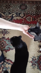 Person feeds multiple cats by hand in Pavlodar home