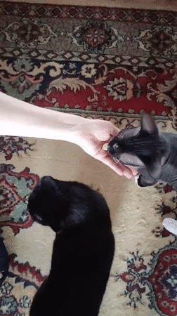 Person feeds multiple cats by hand in Pavlodar home