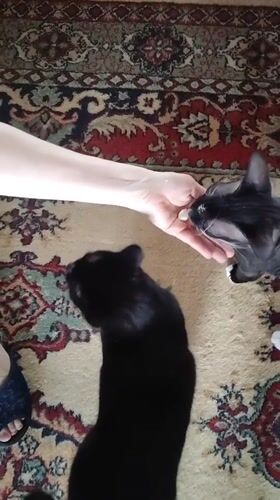 Person feeds multiple cats by hand in Pavlodar home