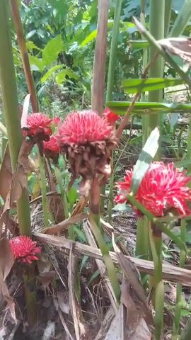 The video shows a close-up view of several large, reddish-pink flowers growing on thick green stalks surrounded by dry, brown leaves and stems. The flowers have a unique, layered appearance with many small petals. The background is a blur of green foliage, suggesting an outdoor, natural environment, possibly a garden or forest. The camera is focused on the flowers, with some movement as it shifts slightly to capture different angles of the blooms.