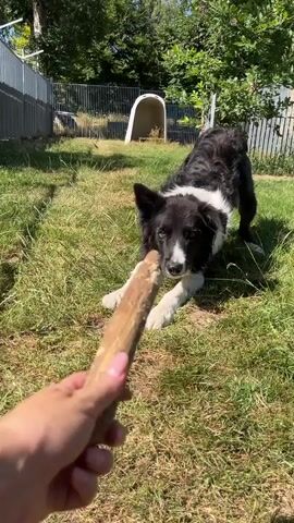 A border collie dog is playing fetch with a stick in a grassy outdoor enclosure on a sunny day. The dog is black and white with a fluffy tail and is shown in various stages of play, including play bowing, jumping to catch the stick, and retrieving it. The enclosure appears to be a backyard or dog park, with a fence and a shelter in the background. The overall mood is playful and energetic, with the dog clearly enjoying itself. The time of day appears to be daytime, likely mid-morning or afternoon, given the bright sunlight and shadows. There is no visible text in the media file.