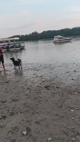 The image shows a person and a dog on a muddy shoreline next to a body of water. The person, wearing a maroon shirt and black shorts, is walking away from the camera towards the water. The dog, a medium-sized brown and black breed, is standing near the person and looking towards the water.

In the background, there are several boats on the water. One boat is larger and appears to be a houseboat or a barge with a cabin. Another, smaller boat with a white canopy is moored further out. The water is calm, reflecting the overcast sky. A line of trees borders the opposite bank of the water, suggesting a river or a large lake.

The ground in the foreground is a mixture of mud, small stones, and debris, indicating a natural, unpaved shoreline. The lighting suggests it is either early morning or late evening due to the soft, diffused light and the overall muted colors. The weather appears to be cloudy.

The scene evokes a sense of a quiet, relaxed outing by the water. The presence of the person and dog suggests a leisurely activity, perhaps a walk or a moment of connection with nature. There is no visible text in the image. The location is identified as Dunakeszi, Hungary.