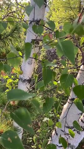 This is a close-up shot of birch trees with green leaves and branches, with sunlight shining through. The background consists of more trees and foliage. The video appears to be taken outdoors in a natural setting. There are no people or animals visible in the video. The focus is on the natural elements of the scene.