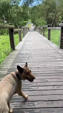 A dog on a leash stands on a wooden bridge. The bridge has wooden railings and metal support cables. The bridge leads into a slightly uphill path surrounded by greenery and trees. The dog is facing to the right of the frame, looking away from the camera. The bridge appears wet.