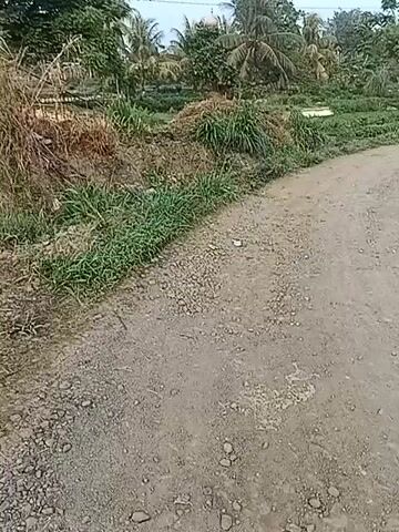 A dirt road winds through a rural landscape with lush vegetation and scattered homes. The camera is moving along the road, giving a first-person perspective. The sky is overcast and the overall lighting suggests it is early morning or late afternoon. There are no people visible in the video.