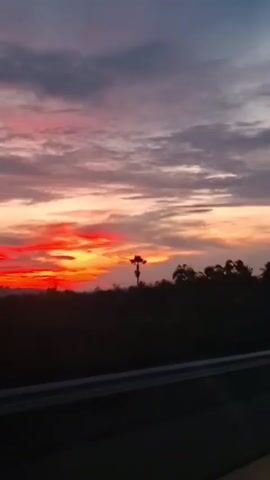 The video captures a sunset over a dark, silhouetted landscape. The sky is filled with vibrant colors ranging from deep red and orange near the horizon to purple and gray clouds higher up. A tall, slender tree with distinctive branches stands prominently against the fiery sky in the middle distance. The silhouette of trees and foliage forms a dark line across the lower portion of the frame. In the foreground, a dark horizontal line, likely a road or barrier, suggests the viewpoint is from a moving vehicle. The overall impression is one of a dramatic and fleeting moment of natural beauty viewed from a journey.
