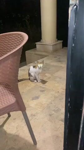 A cat sits on a tiled patio at night. The cat is primarily white with orange and brown patches. Its eyes are reflecting light, appearing very bright. To the left of the cat is a portion of a plastic chair, which is brown with a textured seat. In the background, there is a large, cylindrical column that is light-colored, standing on a tiered base. The area behind the column and the cat is dark, suggesting it is nighttime.