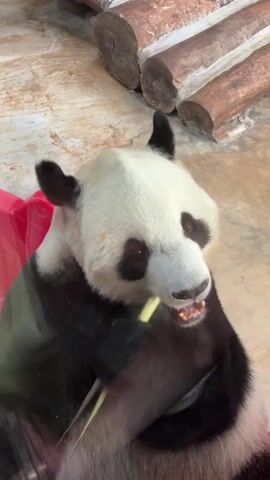 A giant panda is seen in a zoo enclosure, sitting down and eating a stalk of bamboo. The panda is mostly black and white with the characteristic black patches around its eyes. It holds the bamboo stalk in its paws and chews on it. In the background, there are logs and a red object which appears to be a feeding station or toy. The enclosure floor is concrete.