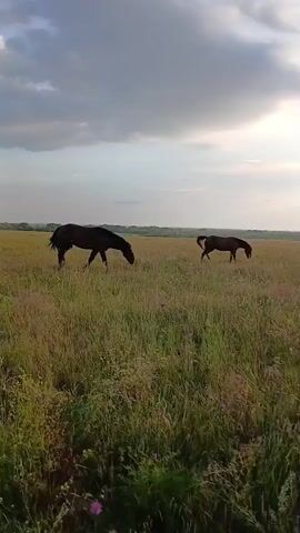 The video opens with a wide shot of a field at dusk. Two dark-colored horses are visible in the distance, grazing in the tall grass. As the video progresses, the camera pans, and a lighter-colored foal enters the frame from the right, walking towards the viewer. The foal is the central focus of the shot, standing in the field with several adult horses in the background. The sun is low in the sky, casting a warm glow over the scene. The sky is partly cloudy, with dramatic cloud formations visible. The overall environment is a natural, open field with abundant vegetation.