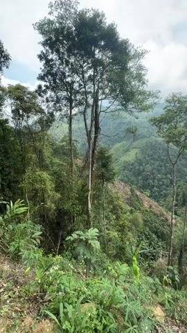The video presents a panoramic view of a lush, mountainous landscape, captured on a cloudy day. The foreground is filled with a diverse array of green plants, including trees, shrubs, and various ground cover. Several tall, slender trees with dense foliage stand out, interspersed among the vegetation. In the midground, a section of the hillside shows evidence of deforestation, with exposed earth and felled trees, contrasting with the surrounding dense forest. The background features a series of rolling hills and mountains covered in verdant forest, receding into the distance under a sky filled with puffy white and gray clouds. The overall scene depicts a natural environment with a mix of undisturbed wilderness and areas affected by human activity.