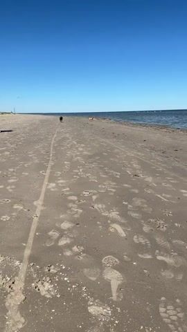 The video shows a beach on a sunny day. The sand is light brown and covered in footprints. There is a line in the sand that appears to be from a tire or vehicle. A man with a black backpack is standing on the left side of the screen, looking toward the right. In the distance, a dog is running toward the man. Further down the beach, a second person and a dog are visible. The water is blue and calm.