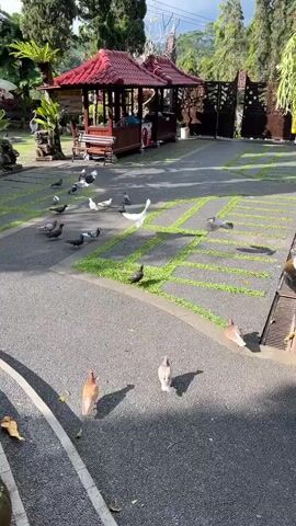 A flock of pigeons is scattered across a paved area in front of a red-roofed gazebo. The gazebo has an open front with a counter and benches. The paved area is bordered by grass and surrounded by trees and foliage. Some pigeons are walking, while others are standing or pecking at the ground. The sun is shining, casting shadows on the pavement. The overall environment appears to be an outdoor public space, possibly a park or a garden.