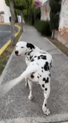 Dalmatian dog spotted walking on sidewalk in Puebla, Mexico