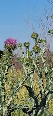 The video shows a close-up, panning shot of a prickly plant with multiple buds and a few blooming purple and pink flowers. The plant appears to be in a natural outdoor setting with dry grass and other vegetation in the background. The sky is clear and blue. The camera movement is slow and steady.